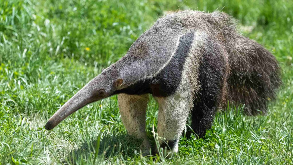 The giant anteater
