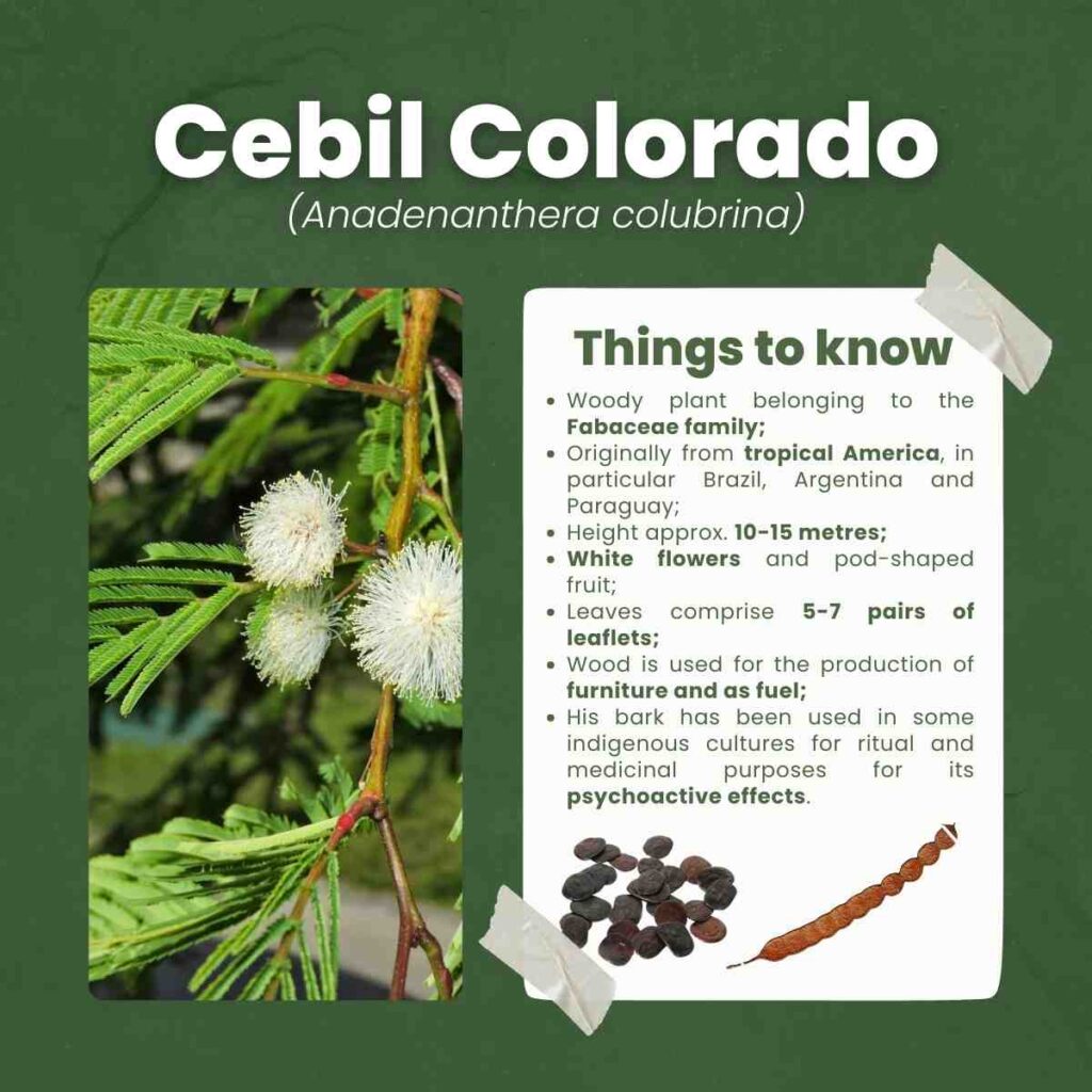 Cebil Colorado Carbon Credits Consulting